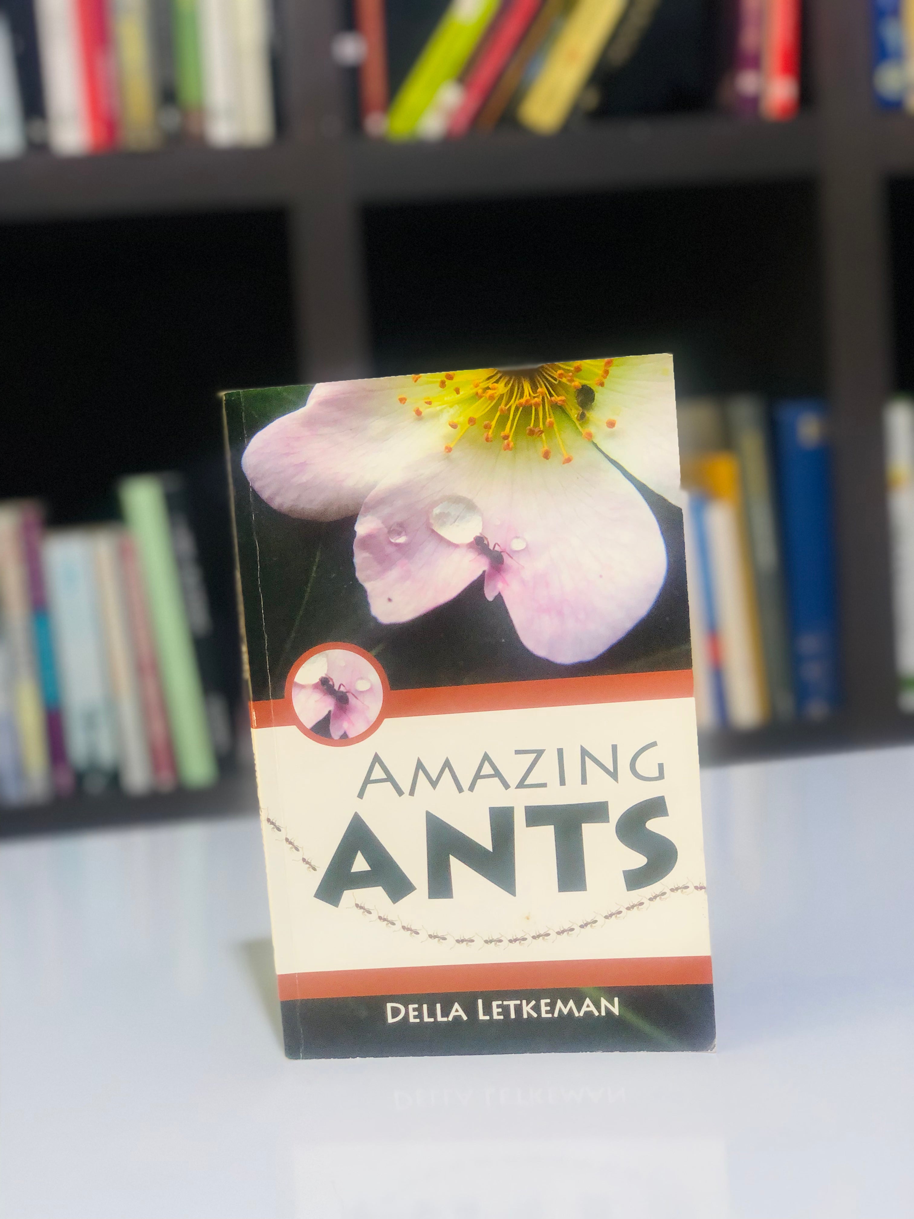 Amazing Ants
